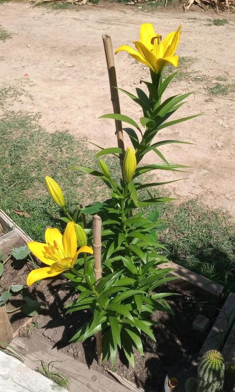 Apartamento Naiguata Zárate